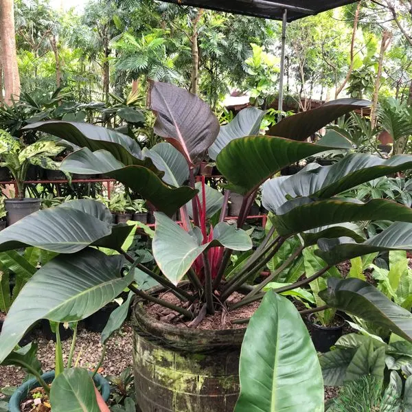 Red Congo — Philodendron 'Rojo Congo'