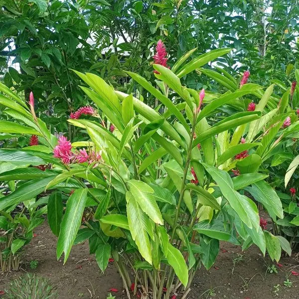 Red Ginger — Alpinia purpurata
