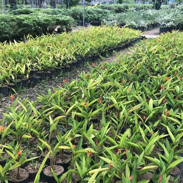 Red Heliconia — Heliconia psittacorum