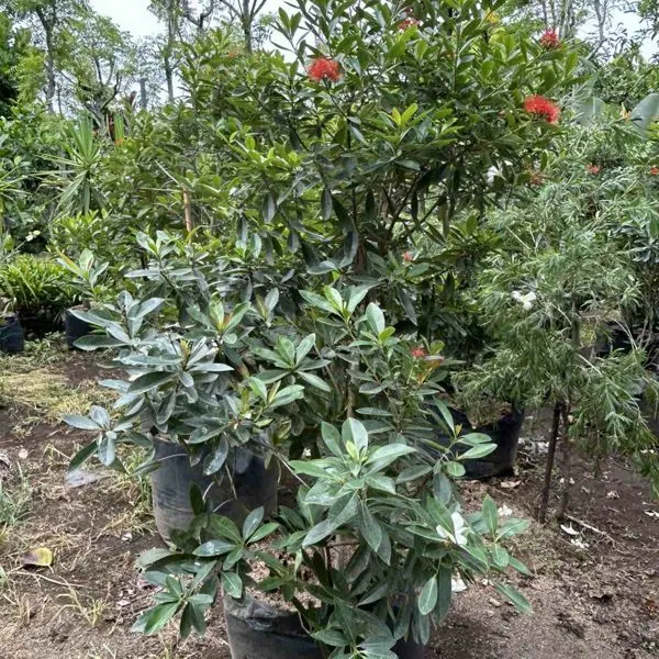 Red Penda (Xanthostemon) — Xanthostemon youngii