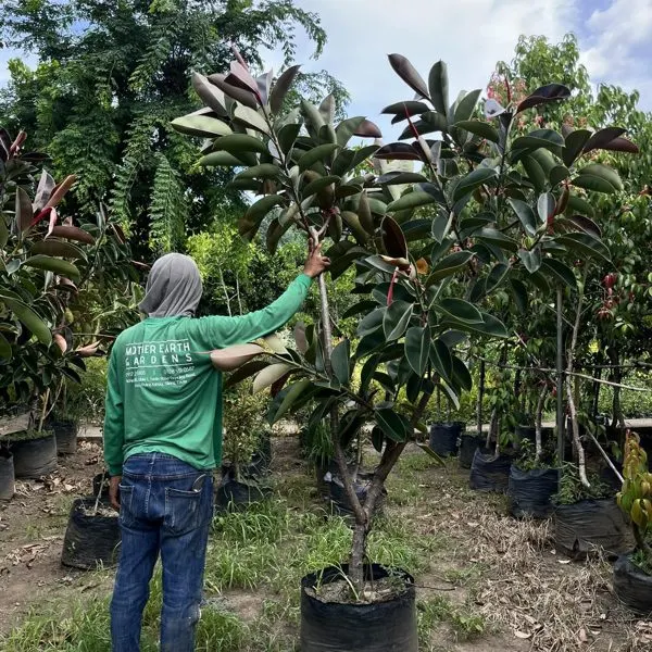 Green Rubber Tree — Ficus elastica