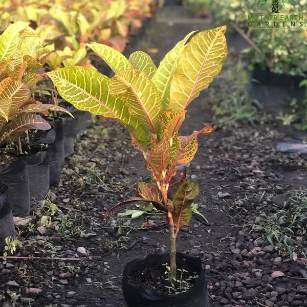 Croton — Codiaeum variegatum 'San Francisco'