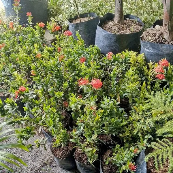 Santan (Ixora) — Ixora coccinea