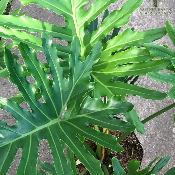 Selloum — Philodendron bipinnatifidum