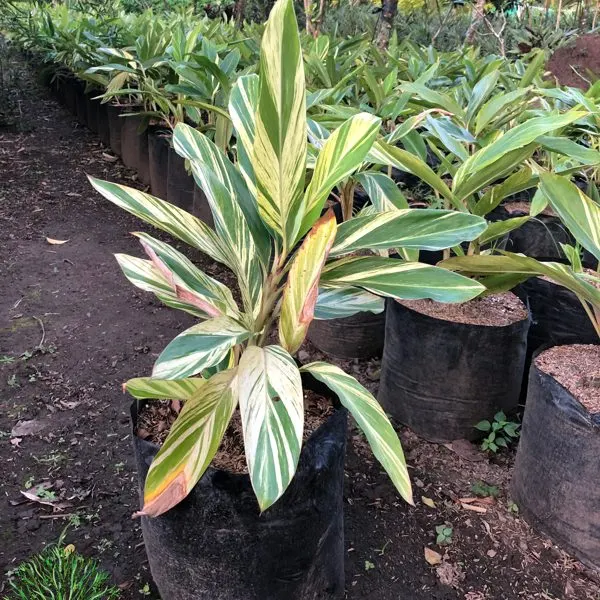 Shell Ginger — Alpinia zerumbet