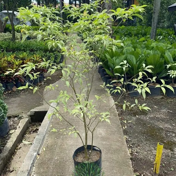 Silver Pandakaki — Tabernaemontana pandacaqui