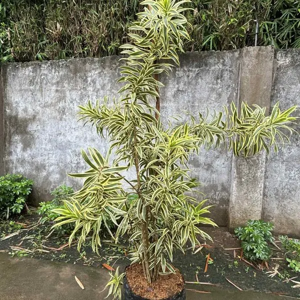 Song of India — Dracaena reflexa Song of India