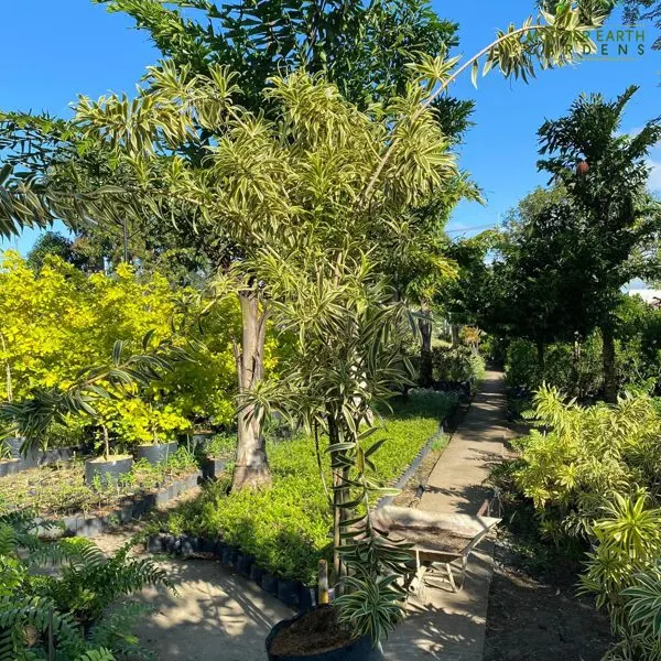 Song of Korea — Dracaena reflexa Song of Korea