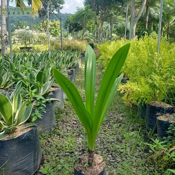 Spider Lily — Hymenocallis speciosa