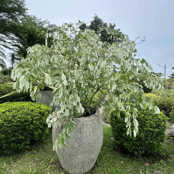 Variegated Bauhinia