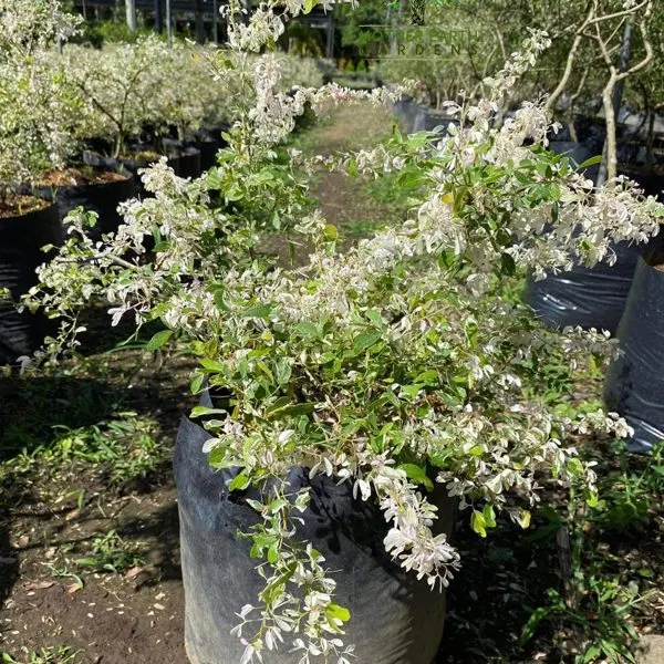 Variegated Camachile — Pithecellobium dulce