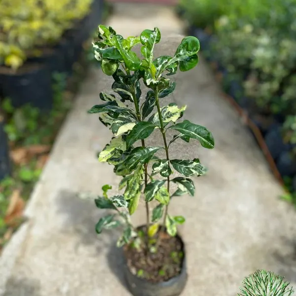 Variegated Gardenia (Rosal) — Gardenia jasminoides Variegata