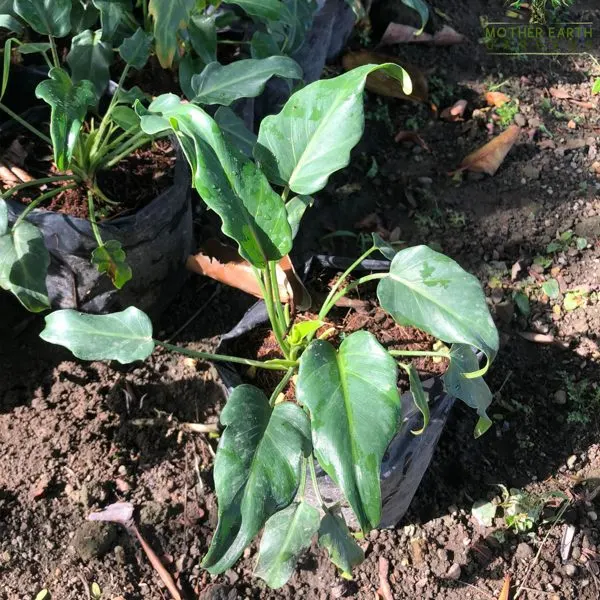 Xanadu — Philodendron xanadu