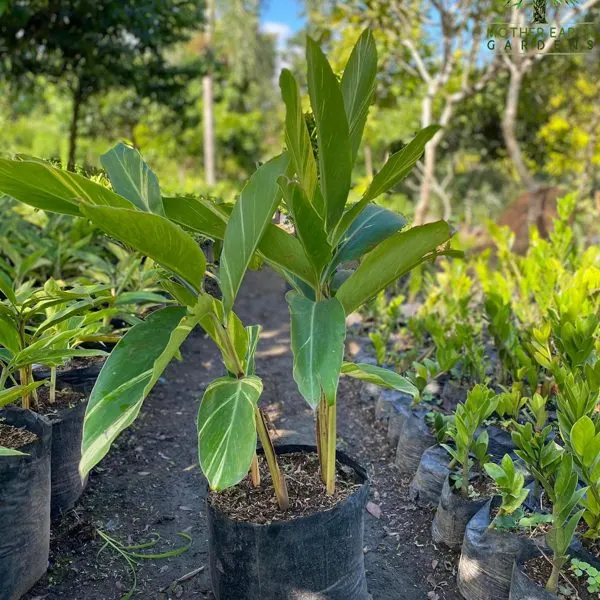 Yellow Ginger — Hedychium flavescens