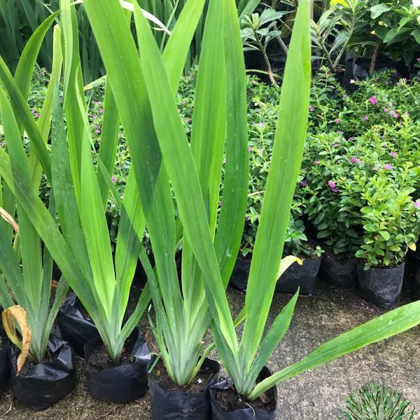 Yellow Iris — Iris pseudacorus