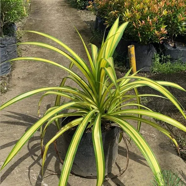 Yellow Pandan — Pandanus sanderi