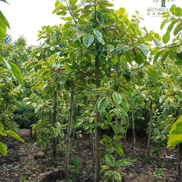 Yellow Rubber Tree — Ficus elastica