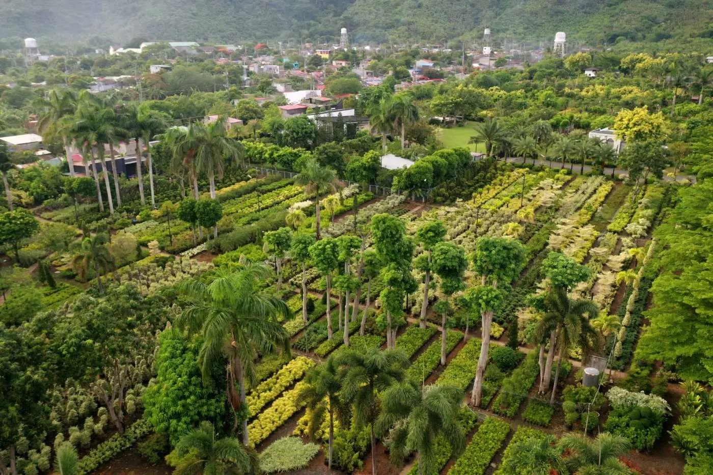 Aerial view of nursery rows, mature palms, and specimen trees at the 32-hectare Mother Earth Gardens farm in Calauan, Laguna