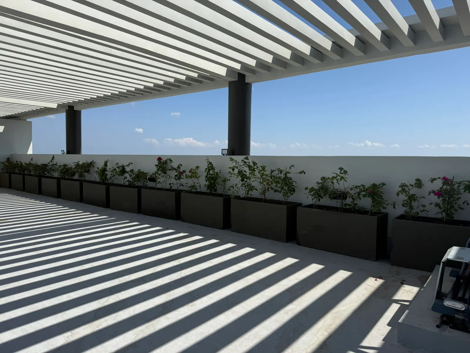 Rooftop pergola structure with bougainvillea and potted planting, Greenfield Development Corporation