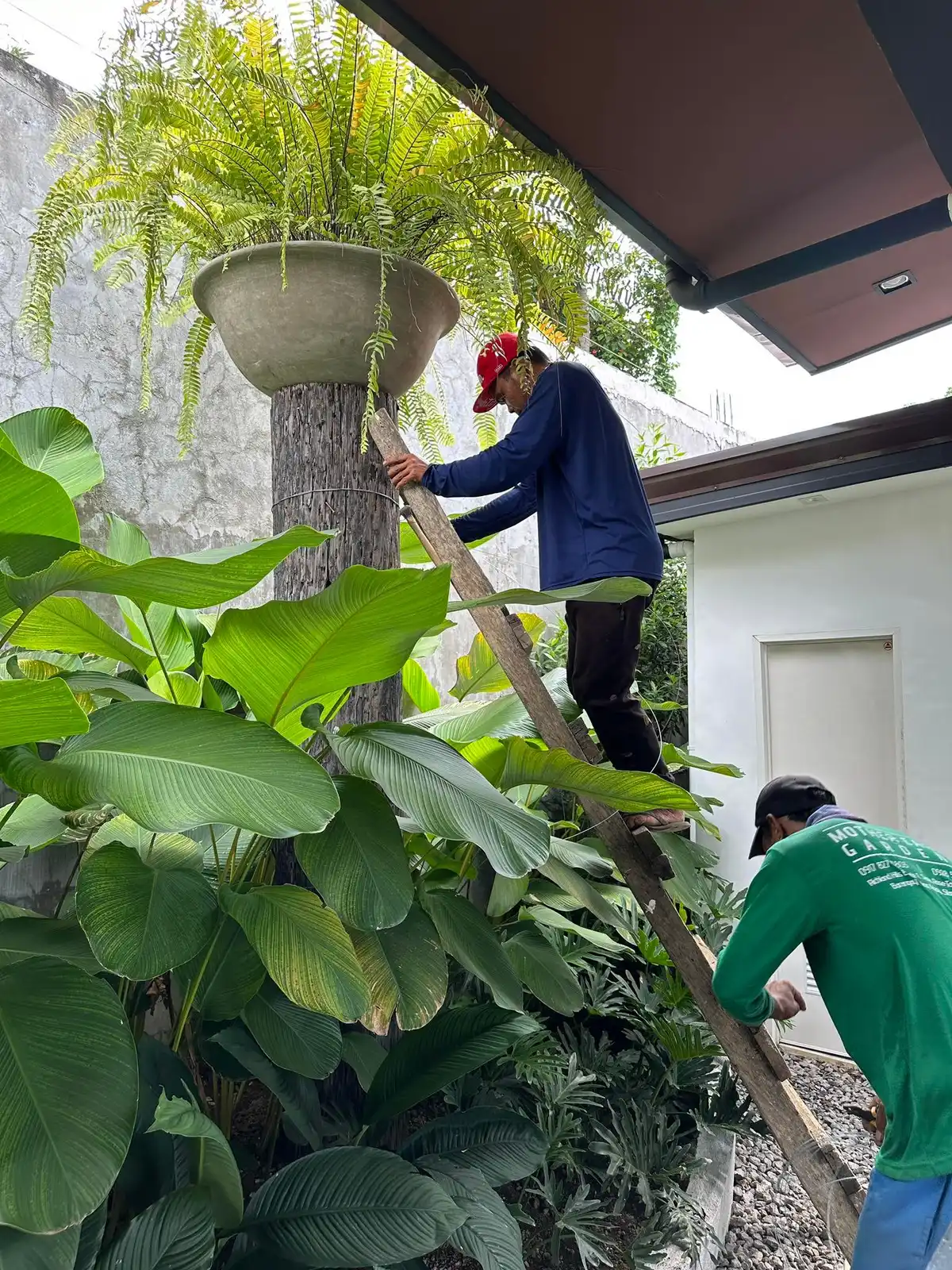 MEG maintenance crew trimming a raised fern planter at a private resort residence