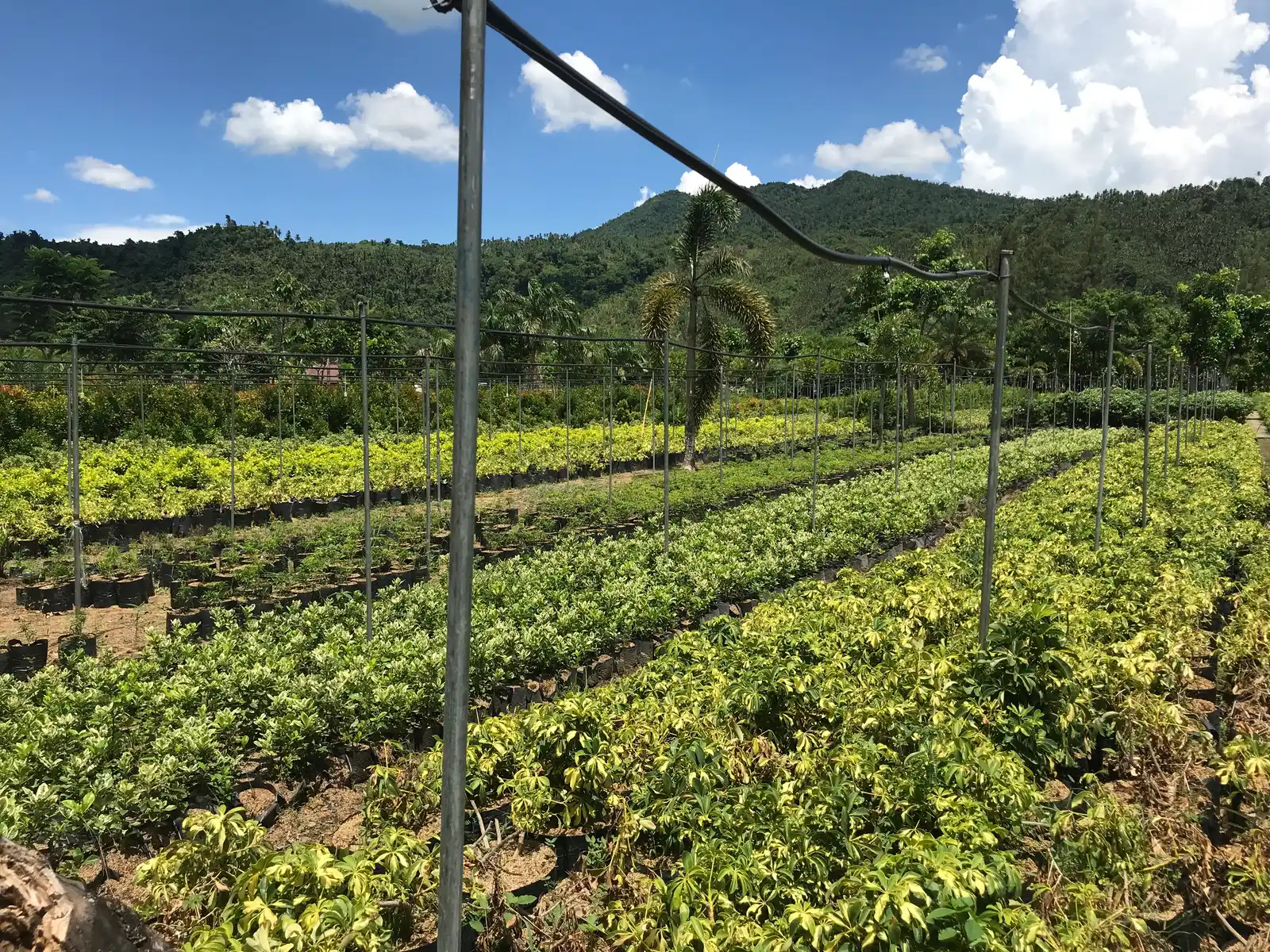 Rows of nursery-grown trees and shrubs at the Mother Earth Gardens farm