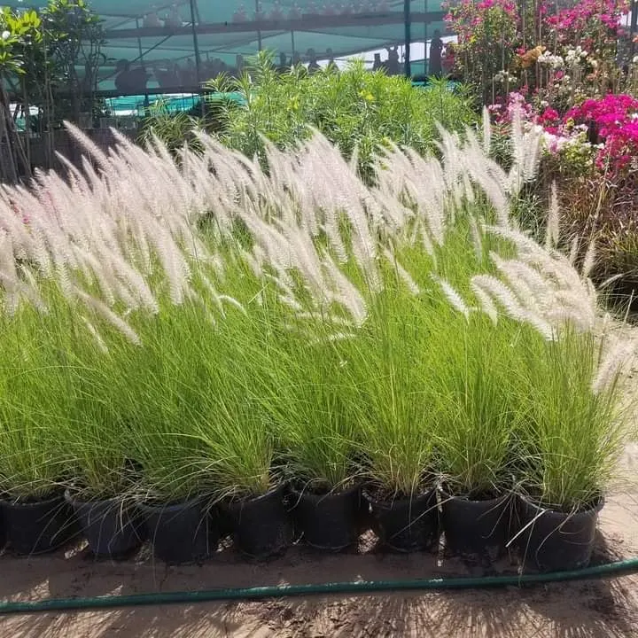 Rows of ornamental grass grown in the nursery for supply orders