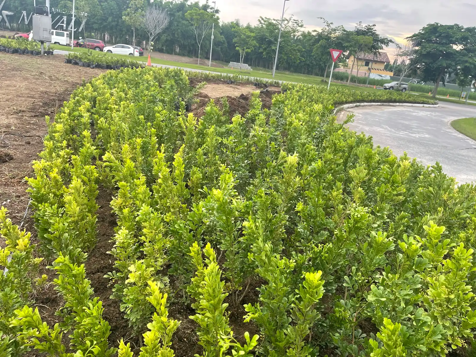 Curved clipped hedge and shrub planting at a roundabout, Nuvali gateway